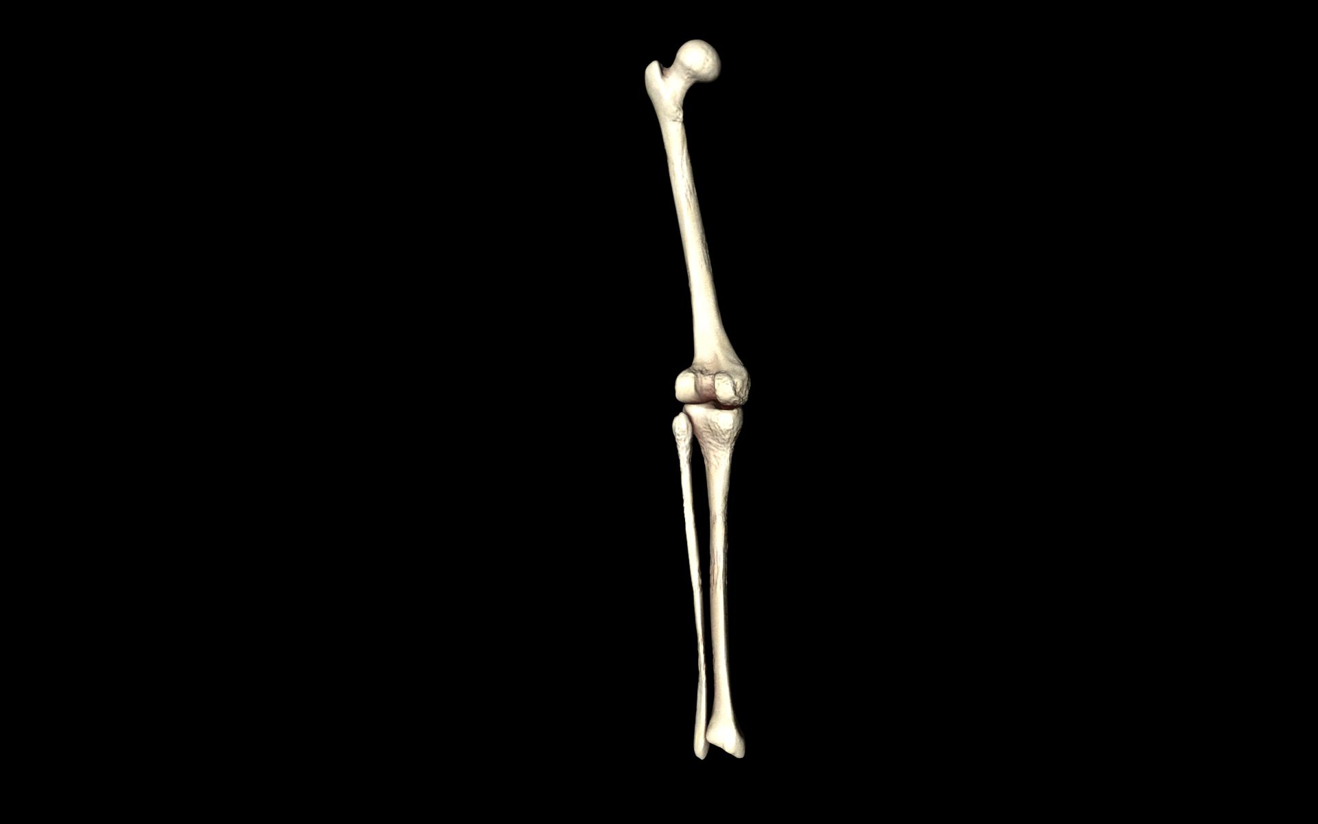 Knee Joint - Femur tibia fibula 3d Models 3D model_42