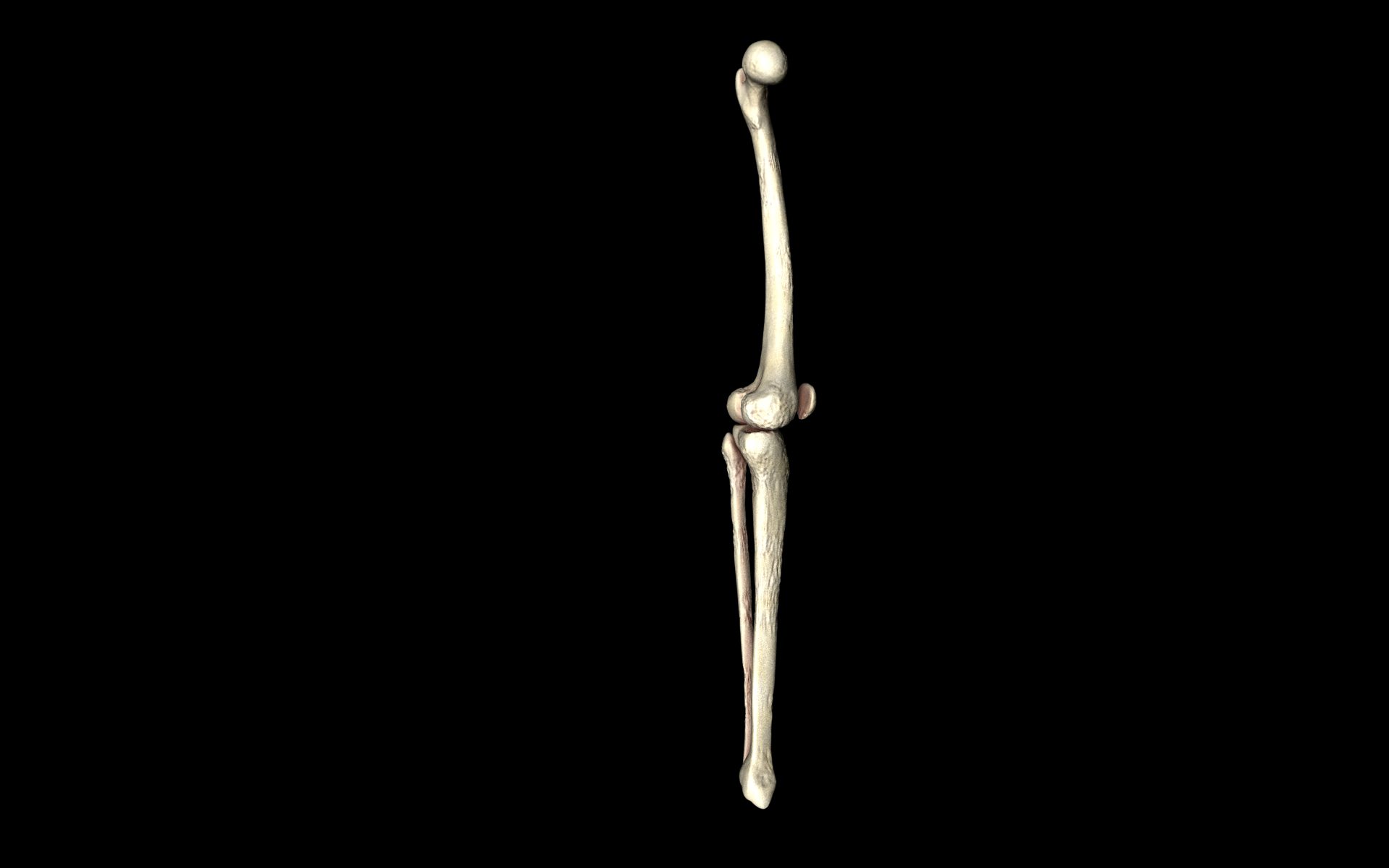 Knee Joint - Femur tibia fibula 3d Models 3D model_33