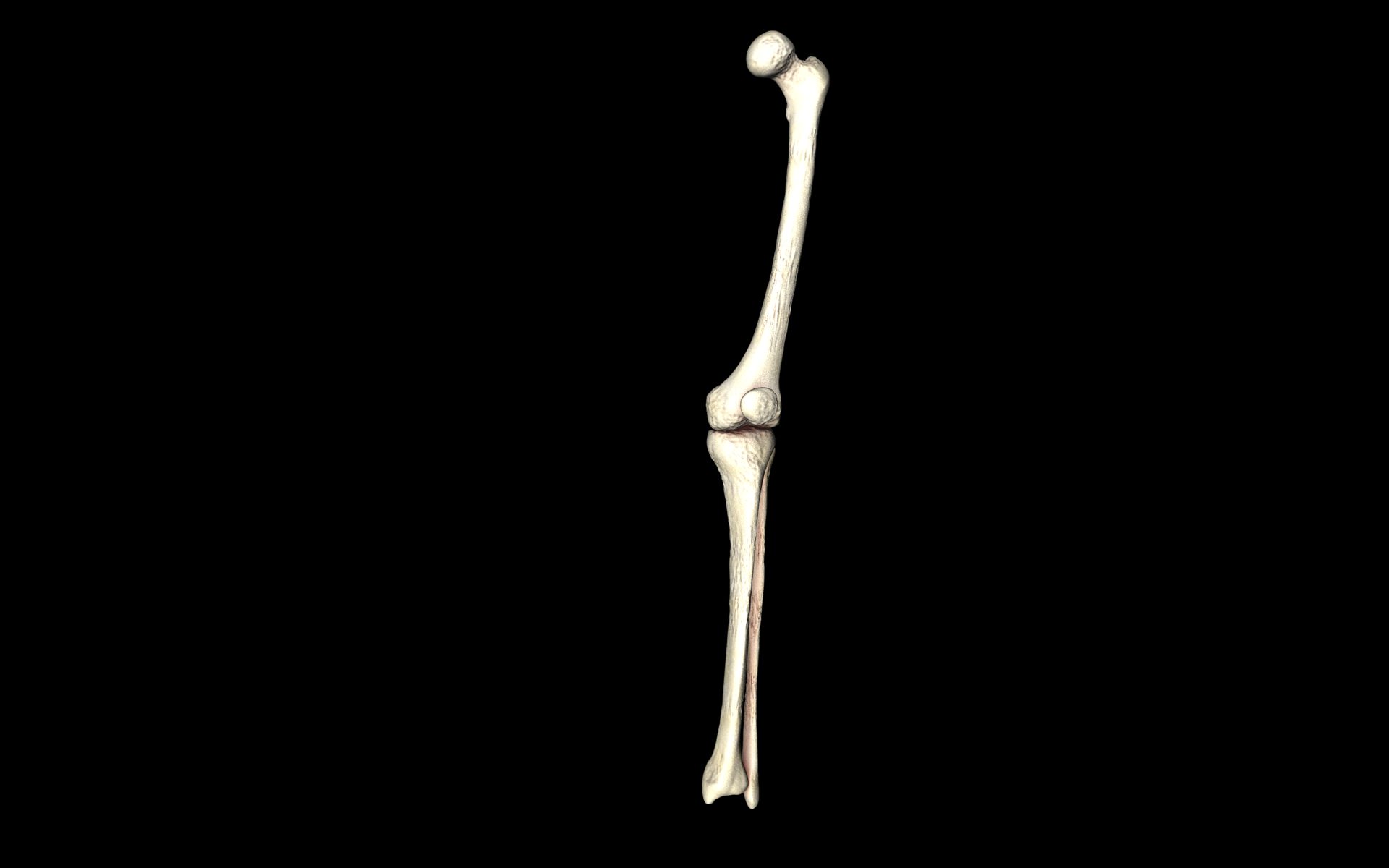 Knee Joint - Femur tibia fibula 3d Models 3D model_15