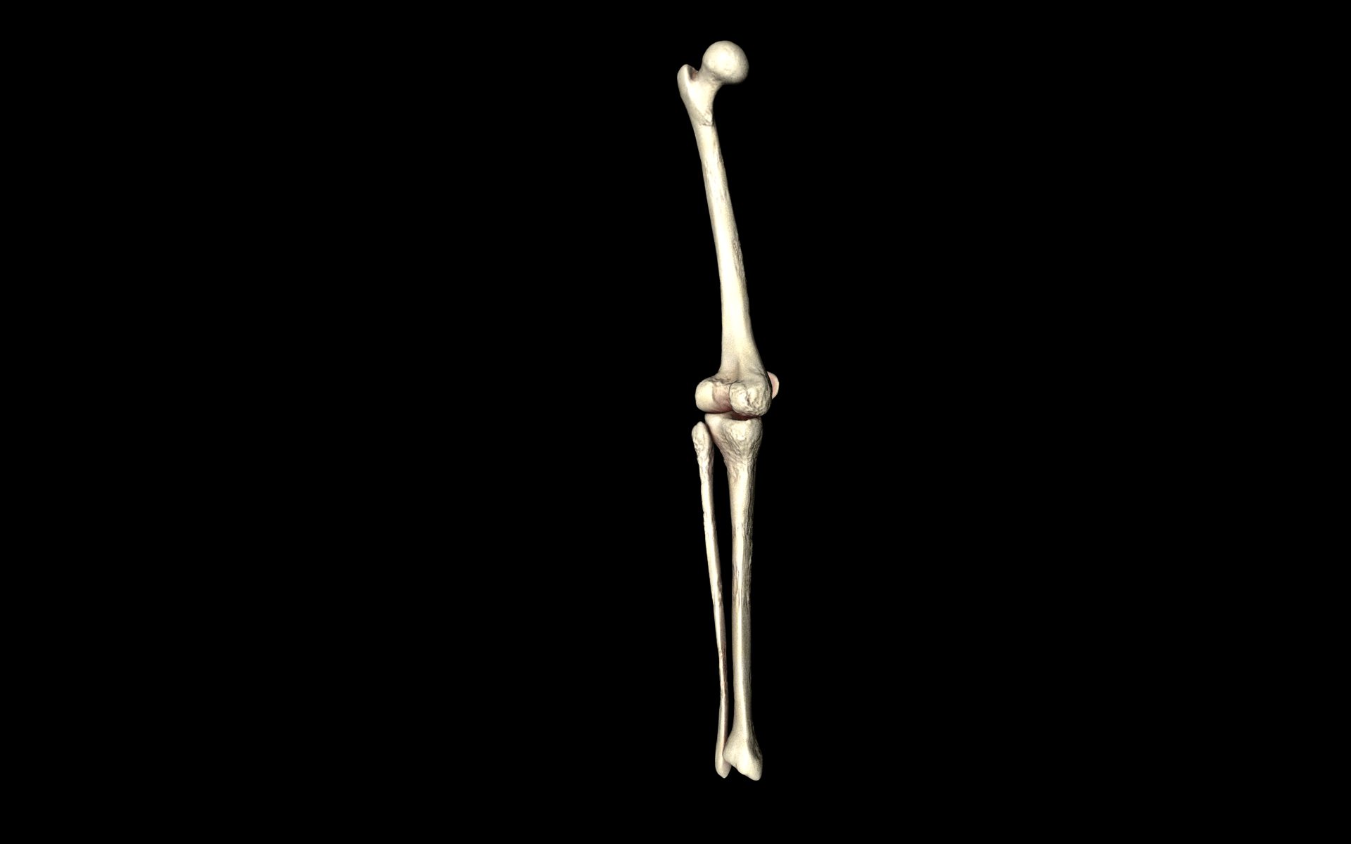 Knee Joint - Femur tibia fibula 3d Models 3D model_38