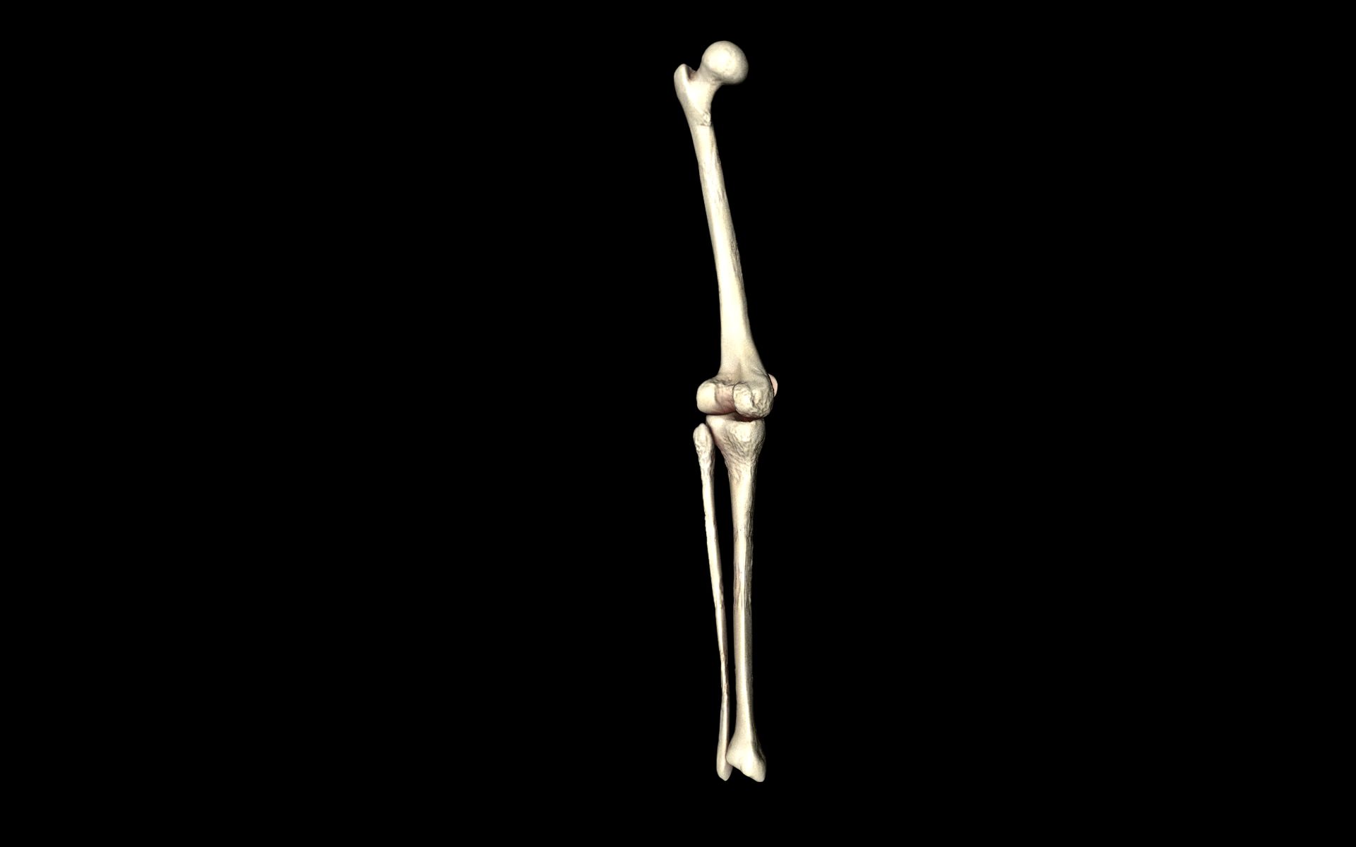 Knee Joint - Femur tibia fibula 3d Models 3D model_39