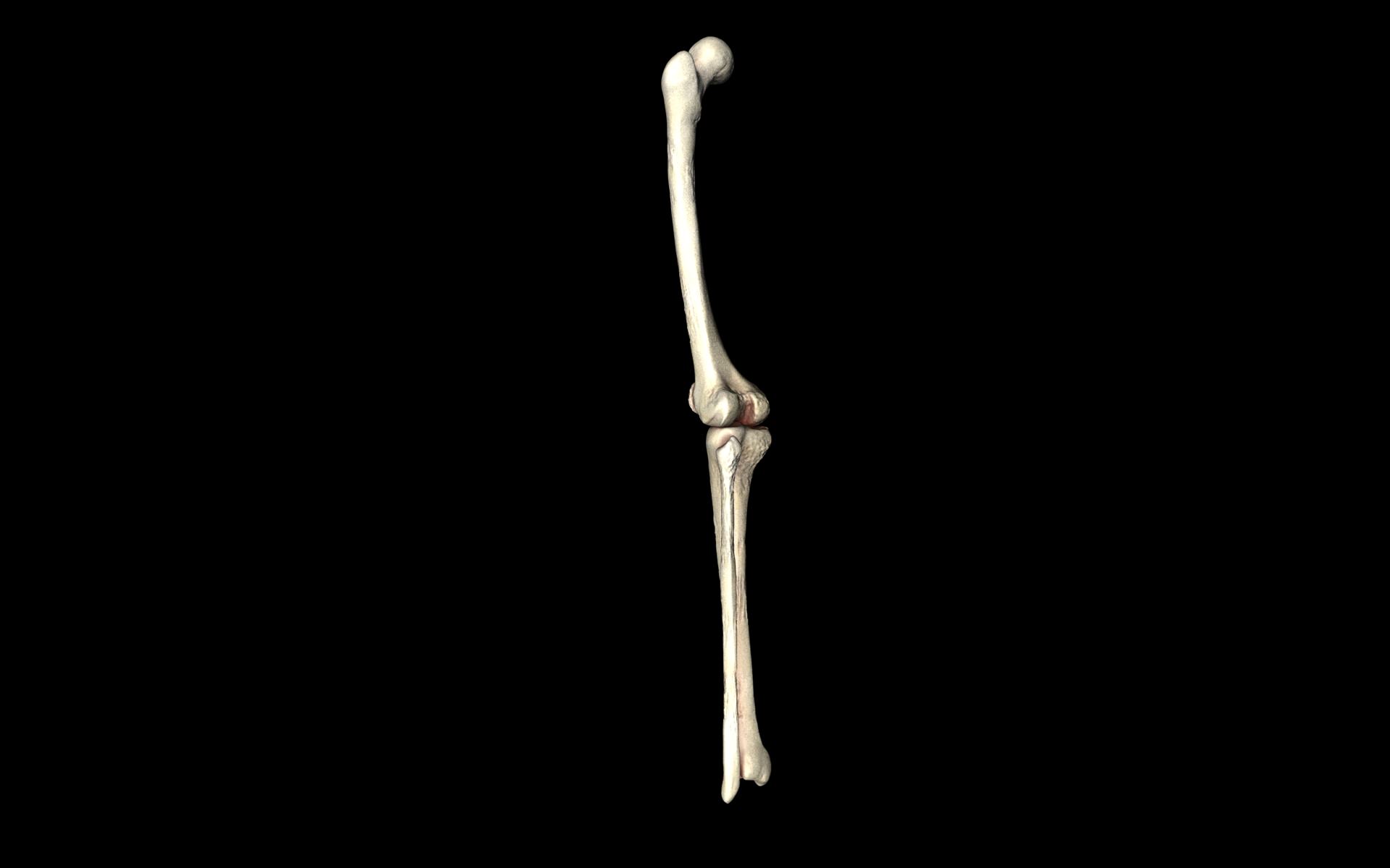 Knee Joint - Femur tibia fibula 3d Models 3D model_53