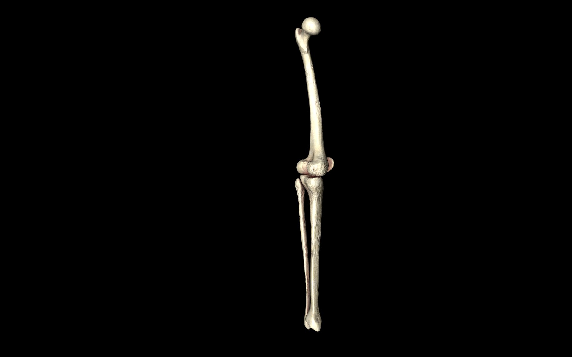 Knee Joint - Femur tibia fibula 3d Models 3D model_35