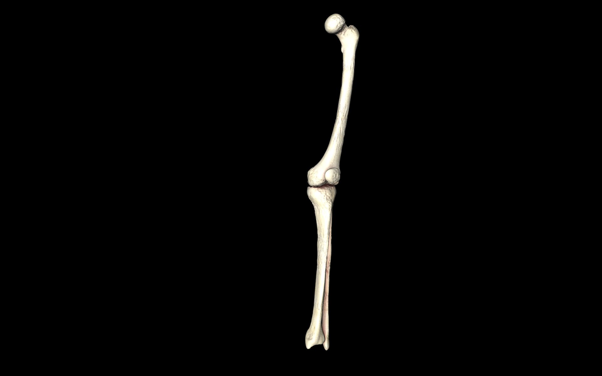 Knee Joint - Femur tibia fibula 3d Models 3D model_16