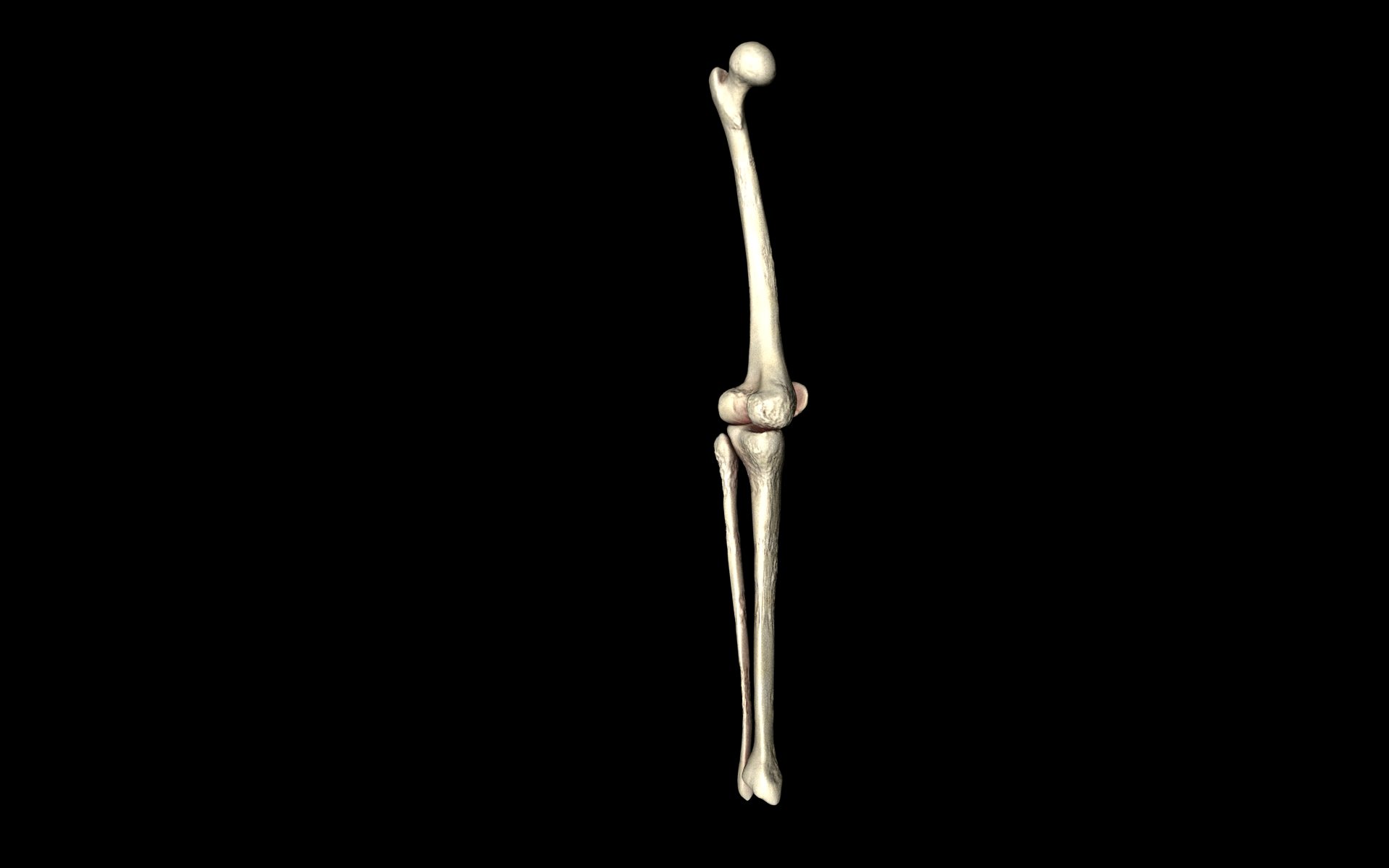 Knee Joint - Femur tibia fibula 3d Models 3D model_37