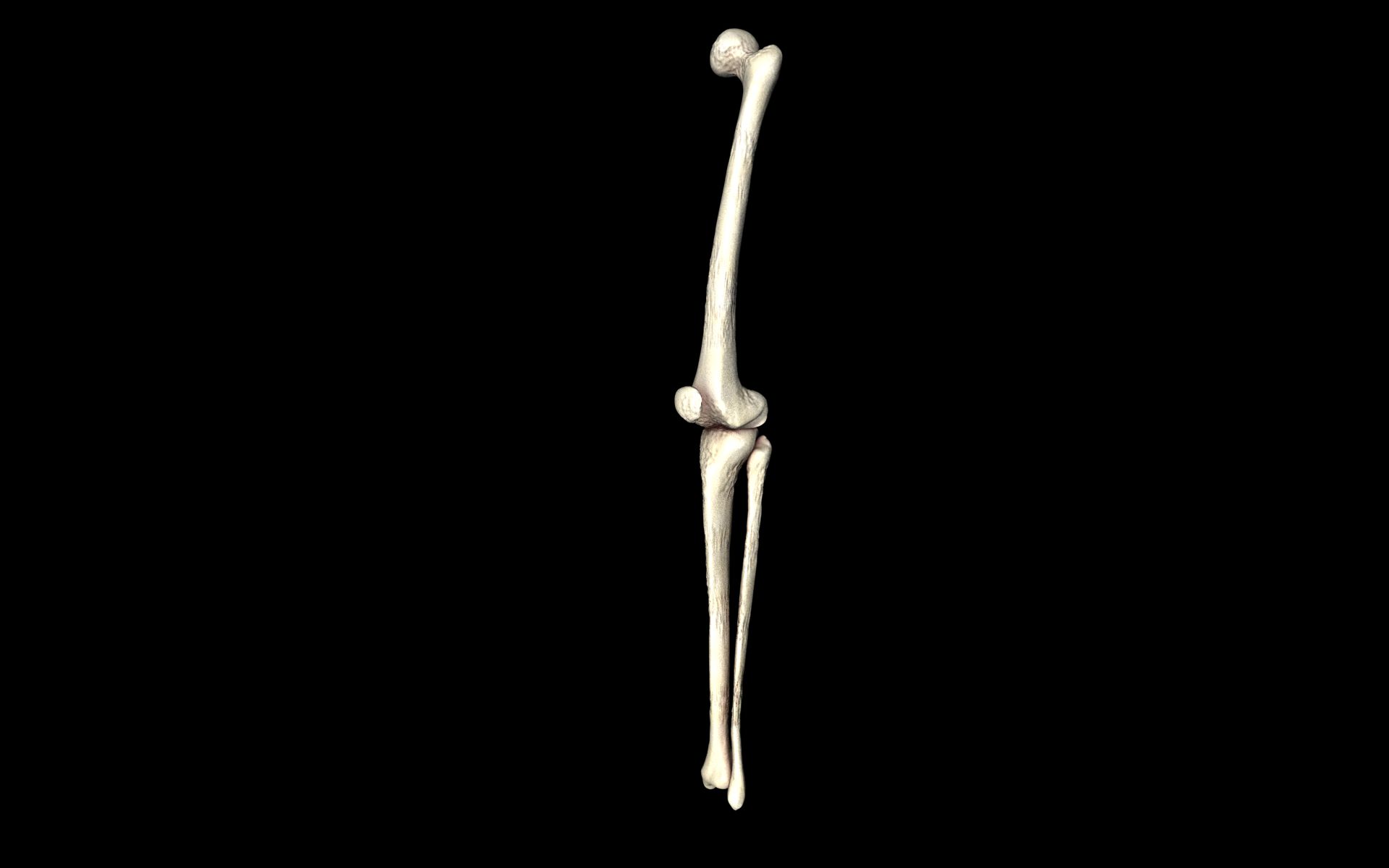 Knee Joint - Femur tibia fibula 3d Models 3D model_69