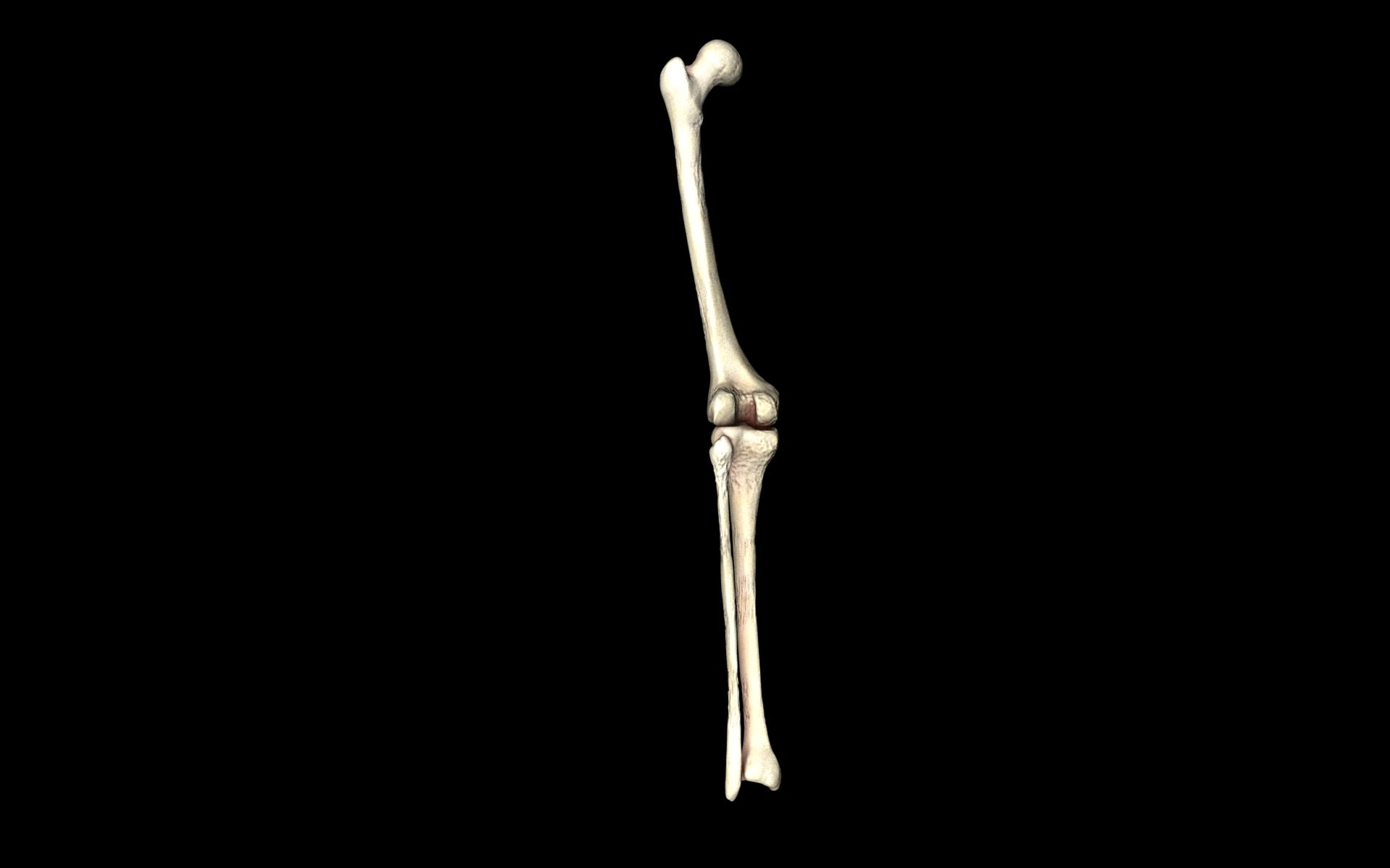 Knee Joint - Femur tibia fibula 3d Models 3D model_47