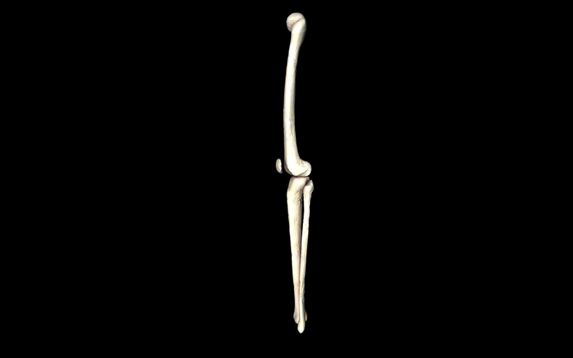 Knee Joint - Femur tibia fibula 3d Models 3D model_63