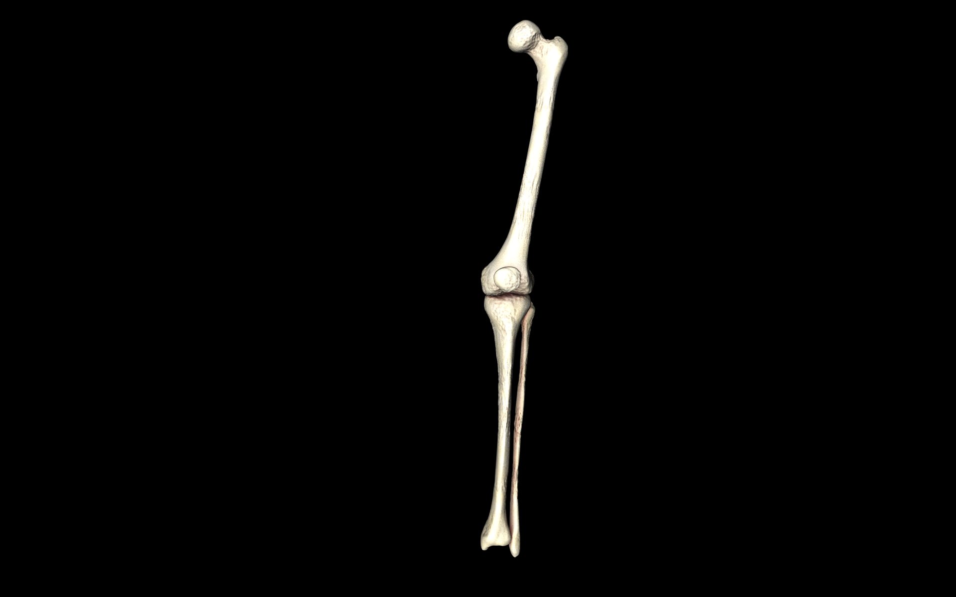 Knee Joint - Femur tibia fibula 3d Models 3D model_7