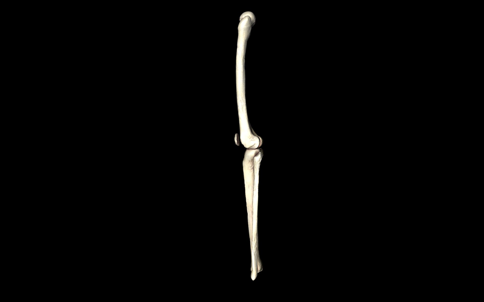 Knee Joint - Femur tibia fibula 3d Models 3D model_59