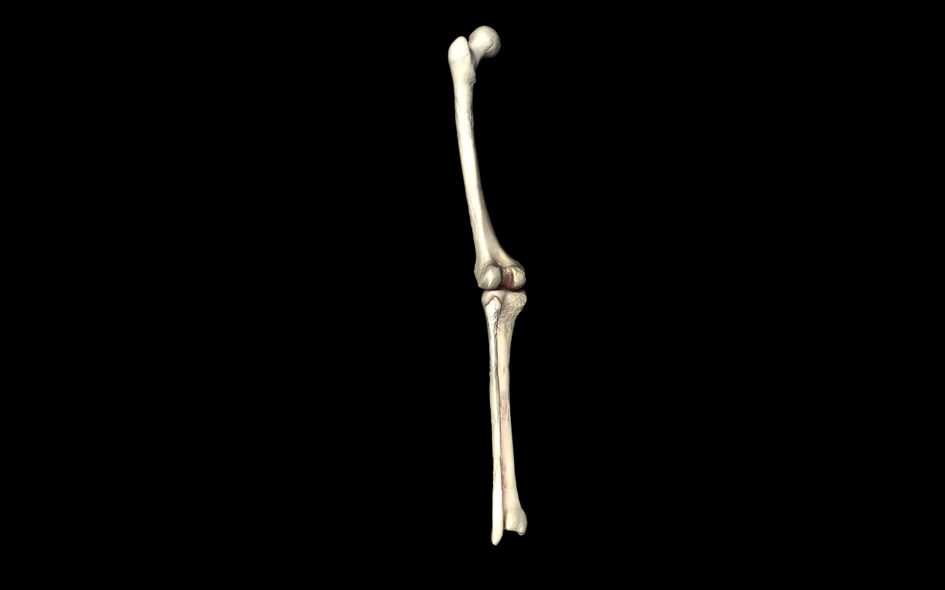 Knee Joint - Femur tibia fibula 3d Models 3D model_52