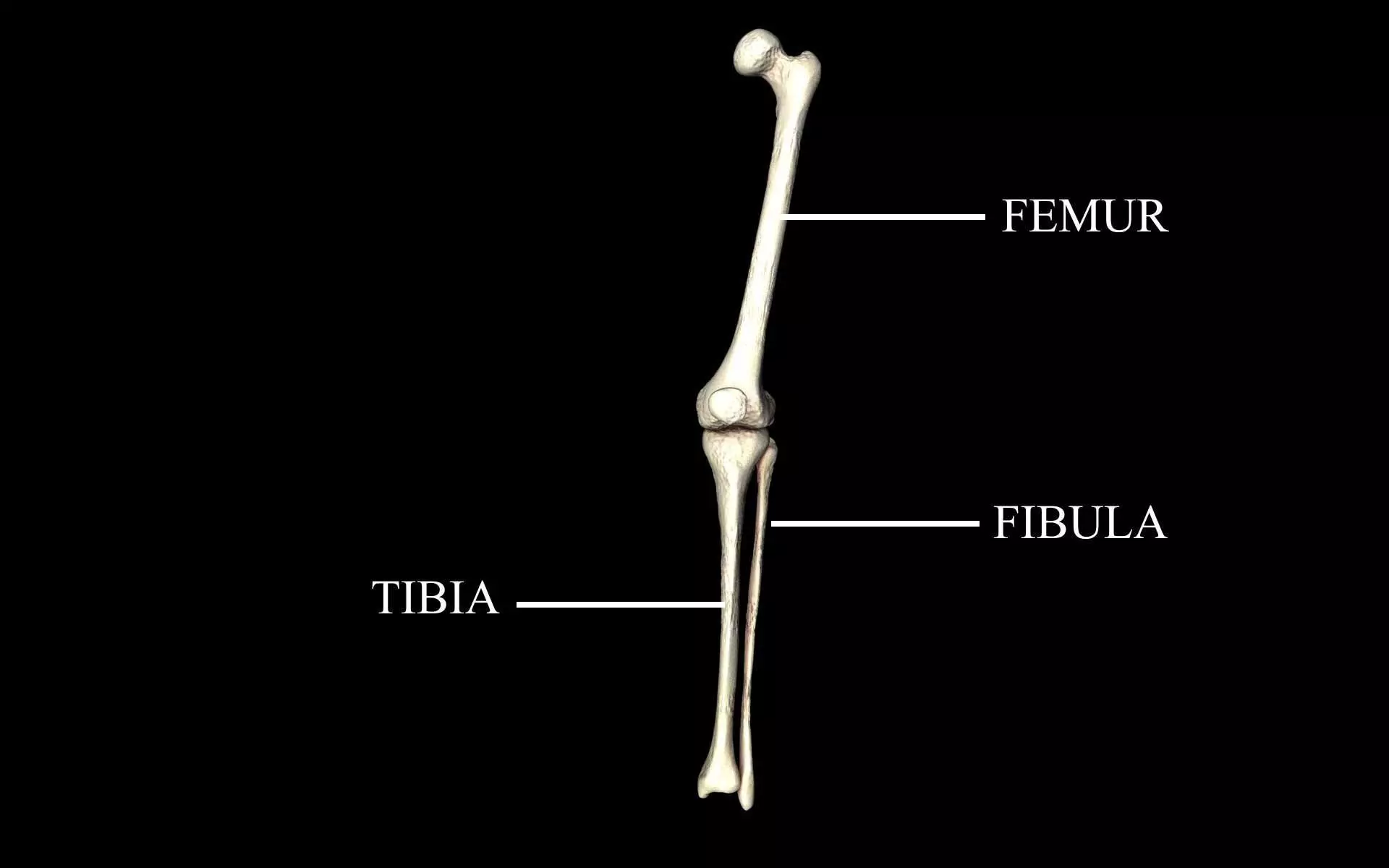 Knee Joint - Femur tibia fibula 3d Models 3D model_0