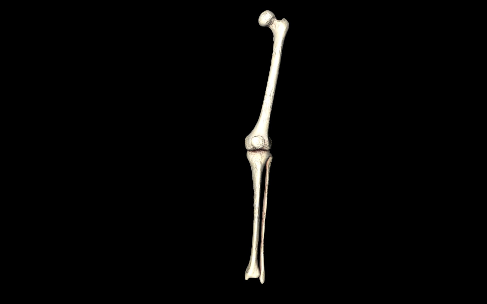 Knee Joint - Femur tibia fibula 3d Models 3D model_6