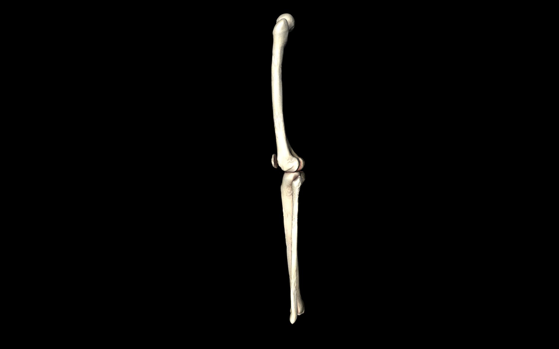 Knee Joint - Femur tibia fibula 3d Models 3D model_58
