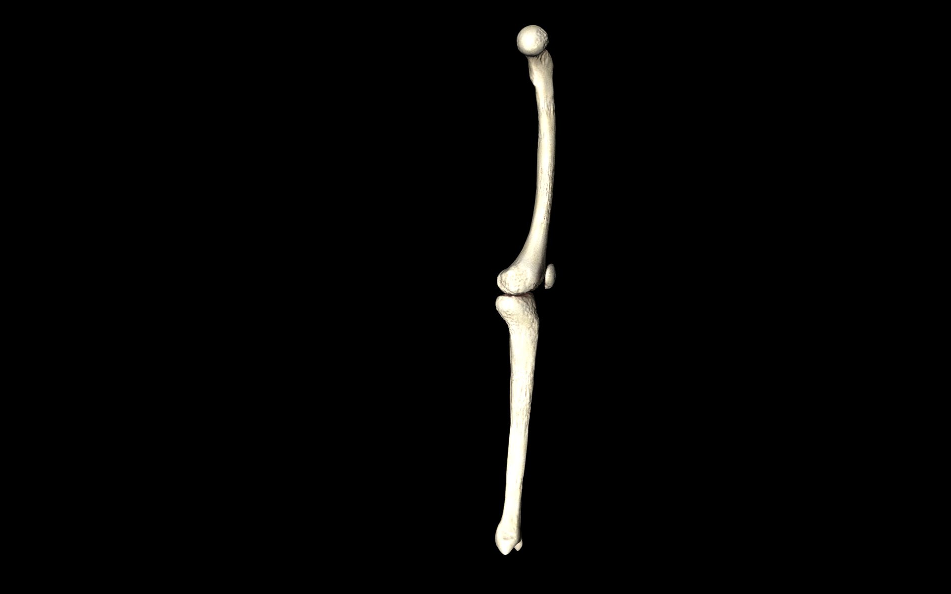 Knee Joint - Femur tibia fibula 3d Models 3D model_25