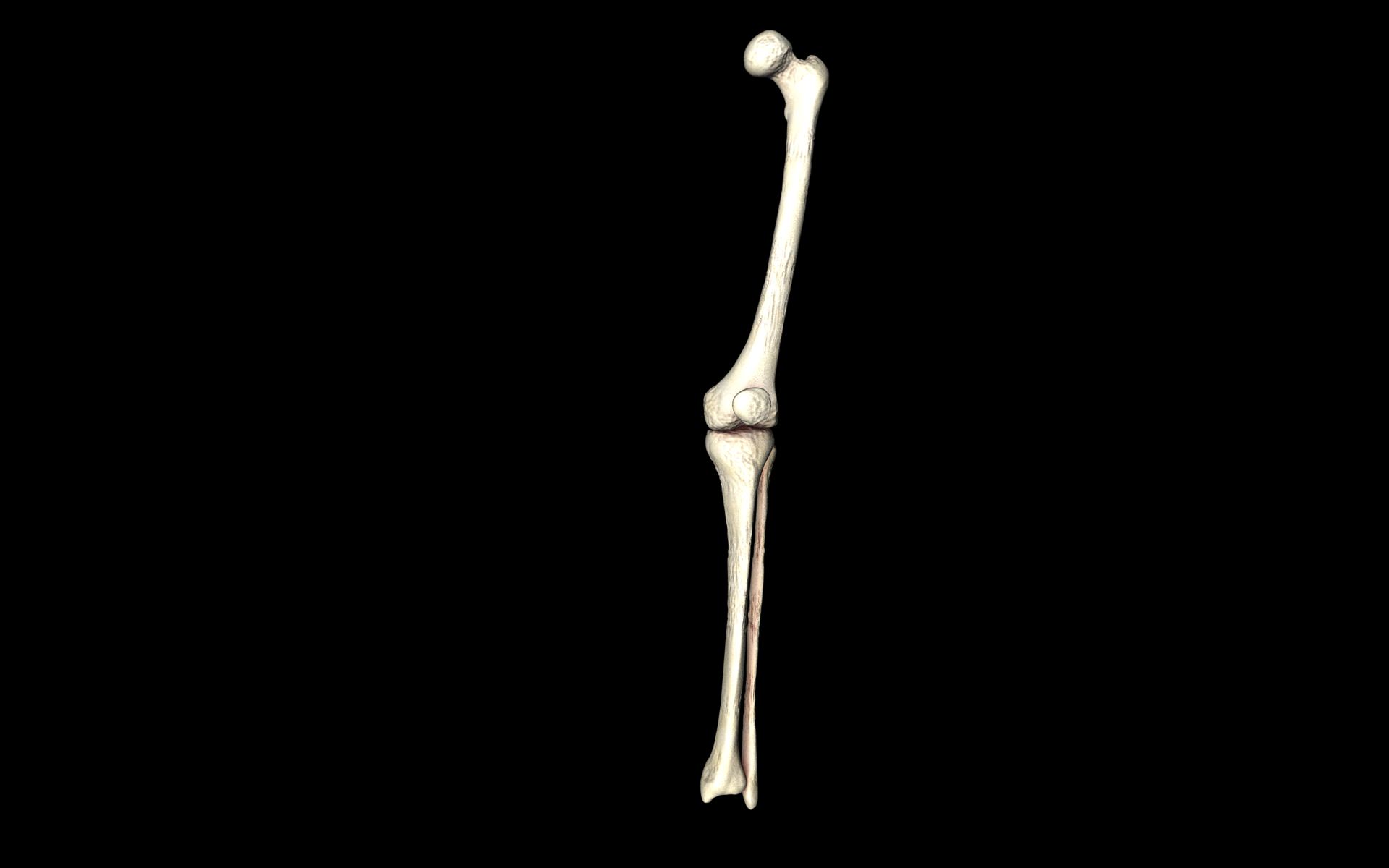 Knee Joint - Femur tibia fibula 3d Models 3D model_11