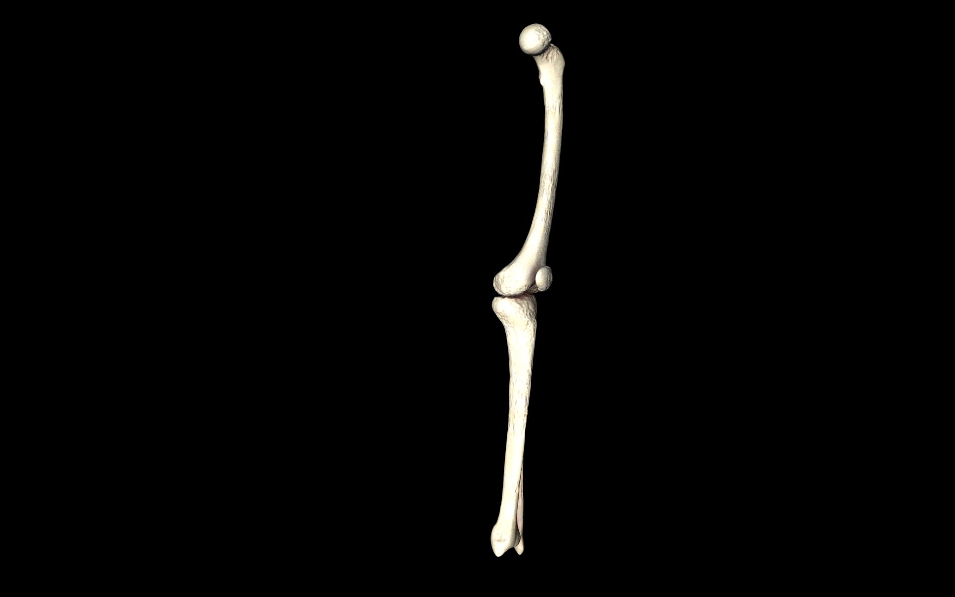 Knee Joint - Femur tibia fibula 3d Models 3D model_22