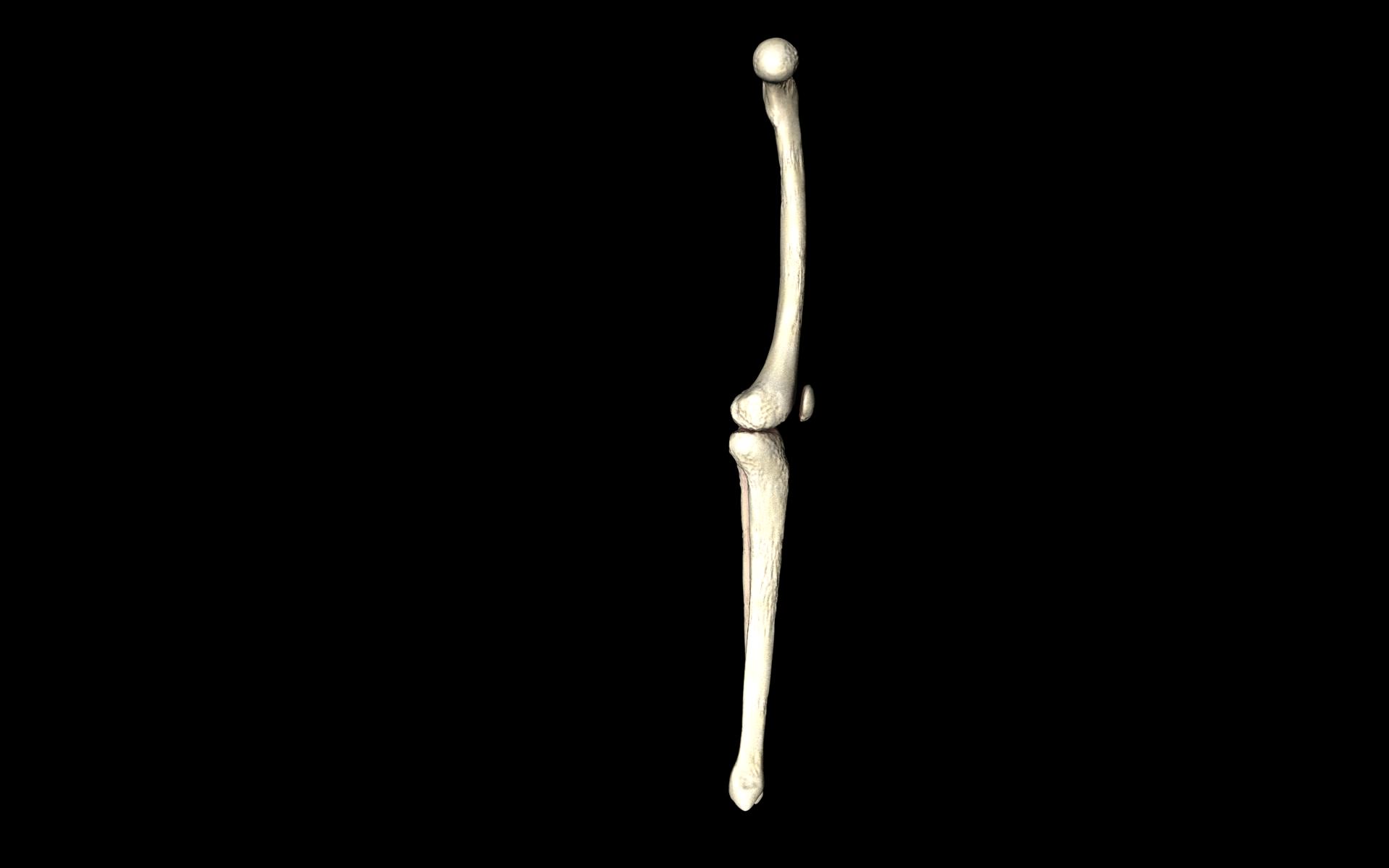 Knee Joint - Femur tibia fibula 3d Models 3D model_29