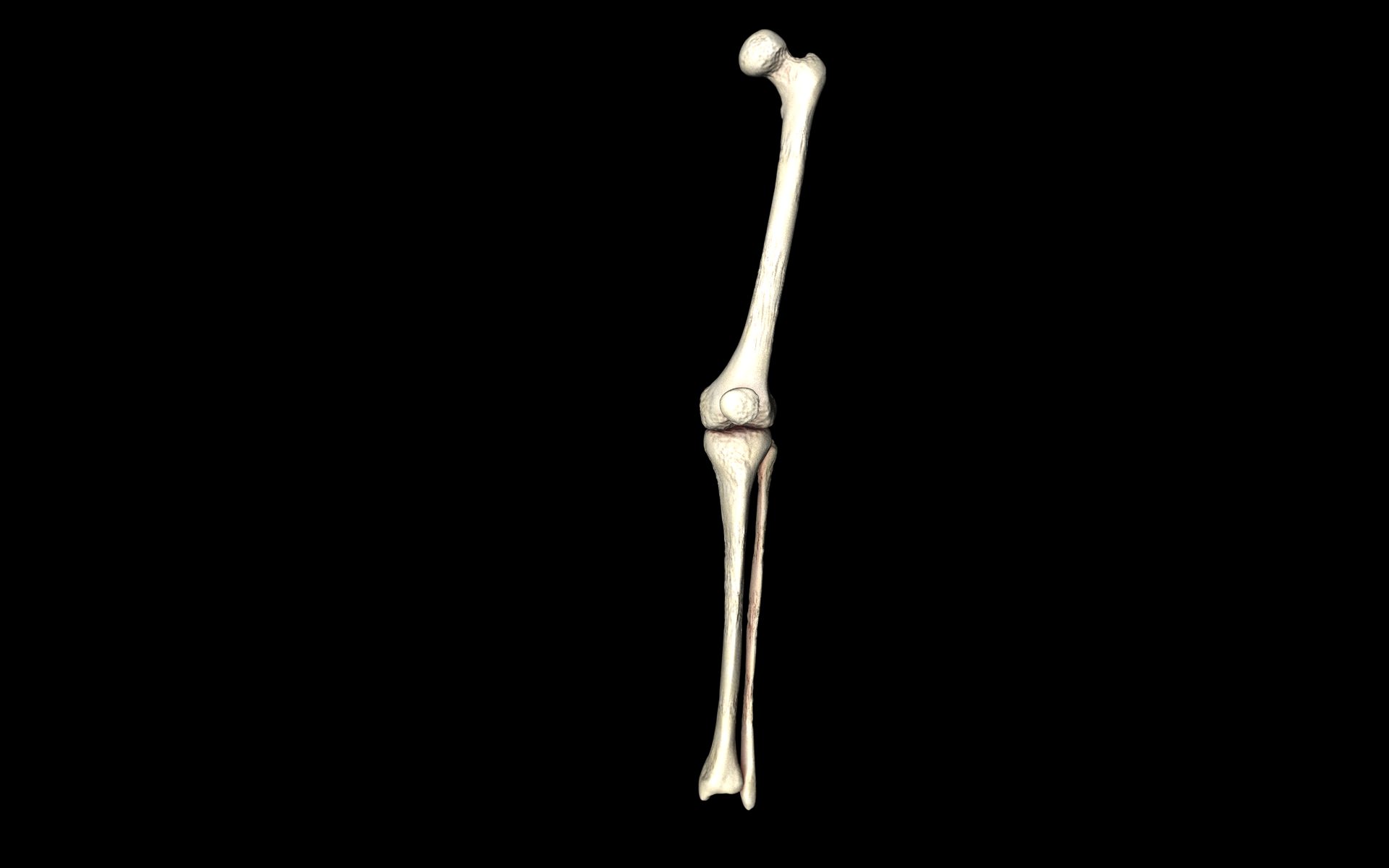 Knee Joint - Femur tibia fibula 3d Models 3D model_9
