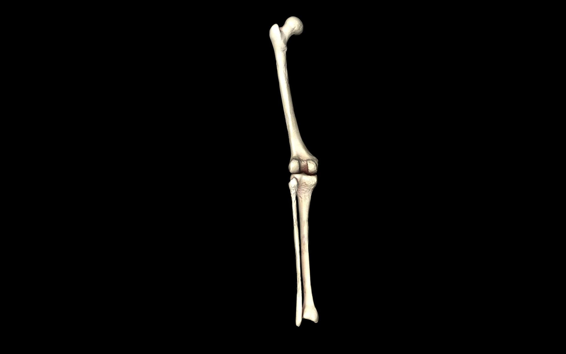Knee Joint - Femur tibia fibula 3d Models 3D model_48