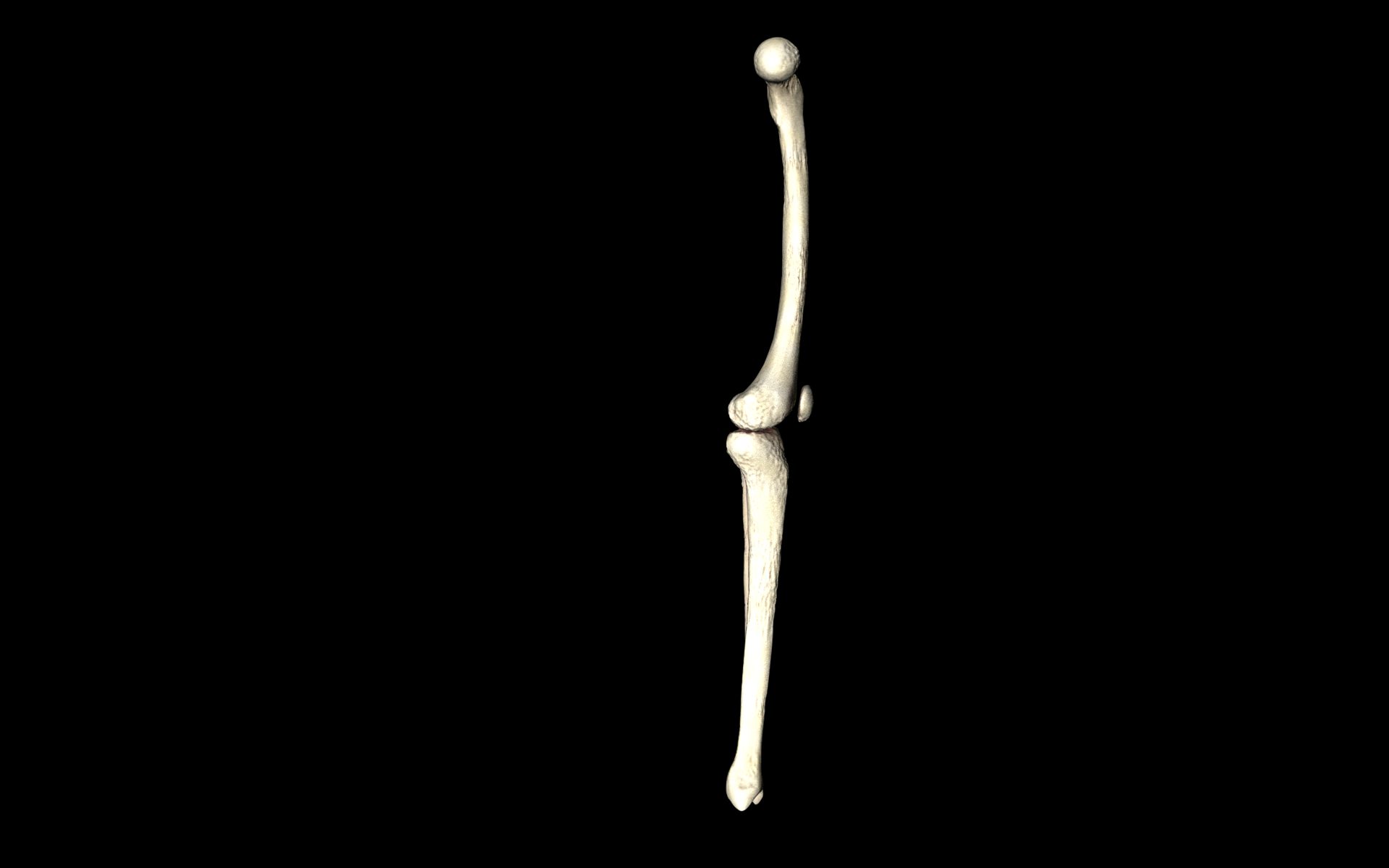 Knee Joint - Femur tibia fibula 3d Models 3D model_27