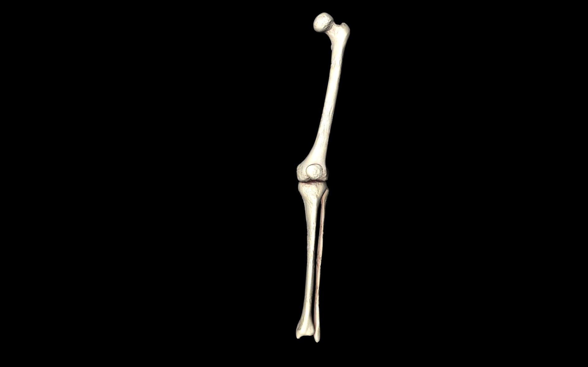 Knee Joint - Femur tibia fibula 3d Models 3D model_8