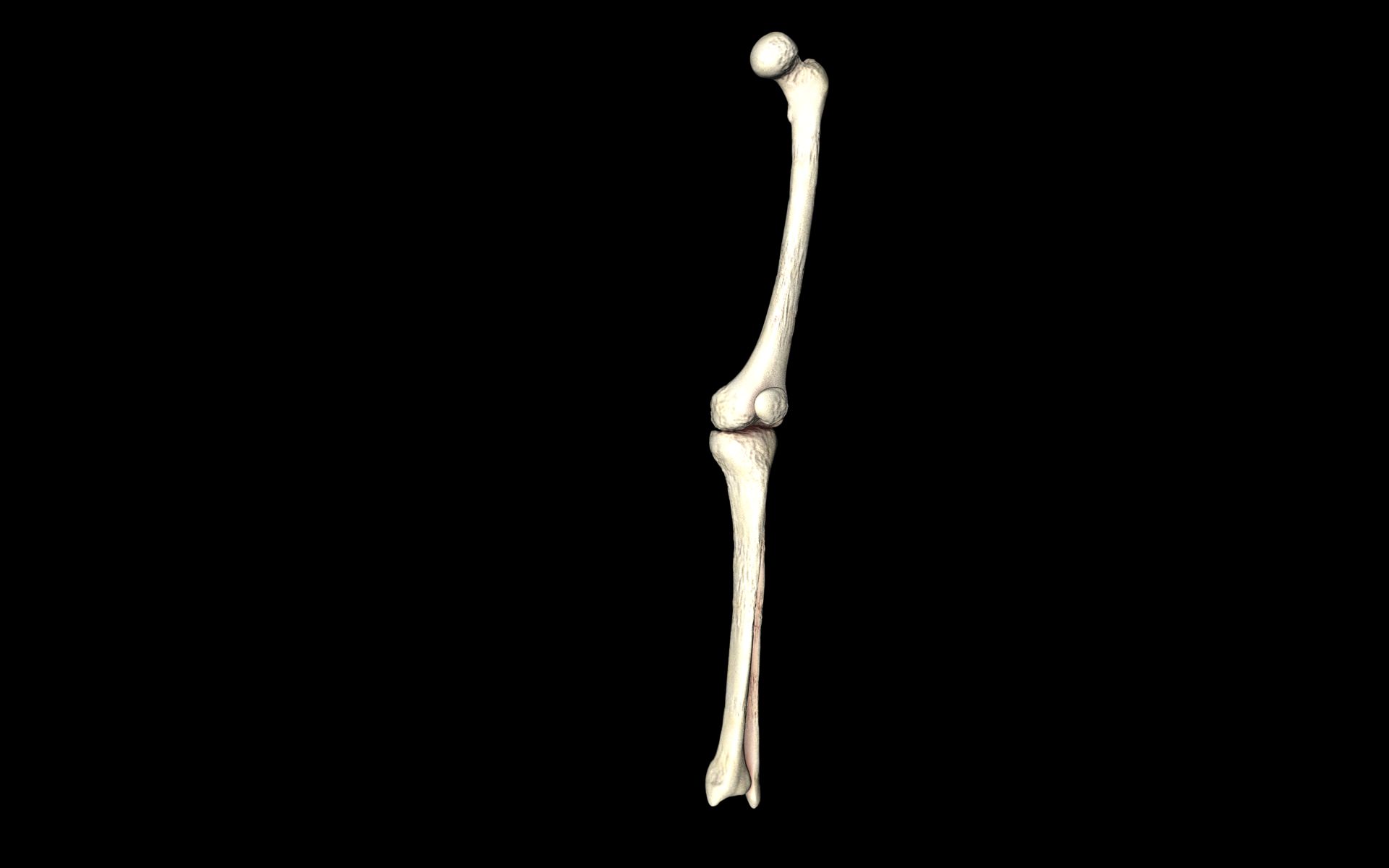 Knee Joint - Femur tibia fibula 3d Models 3D model_17