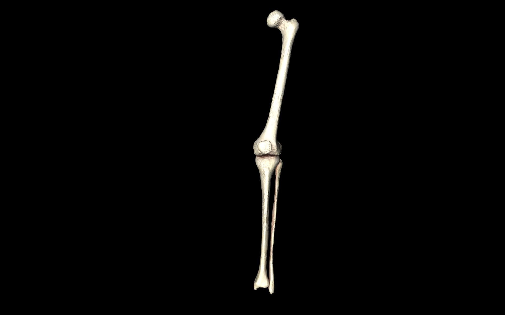 Knee Joint - Femur tibia fibula 3d Models 3D model_1