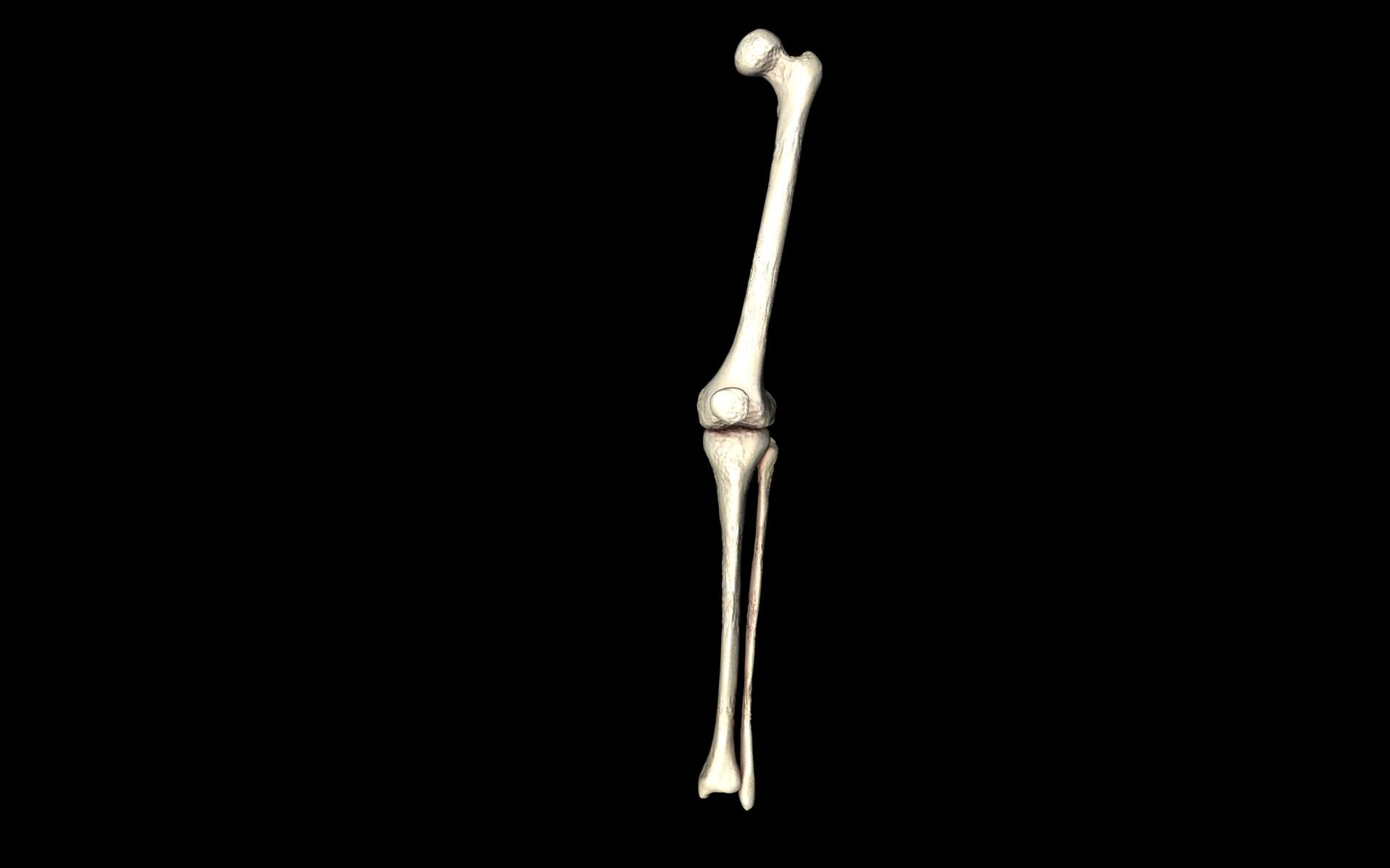 Knee Joint - Femur tibia fibula 3d Models 3D model_3