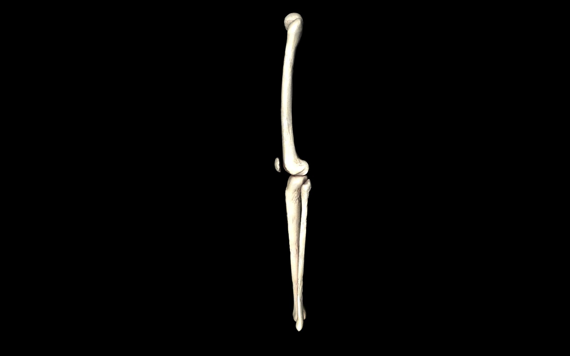 Knee Joint - Femur tibia fibula 3d Models 3D model_62