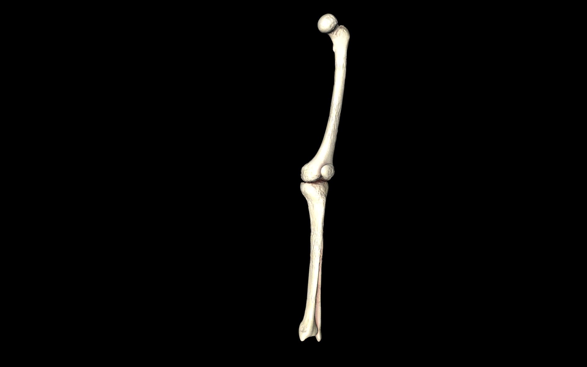 Knee Joint - Femur tibia fibula 3d Models 3D model_20