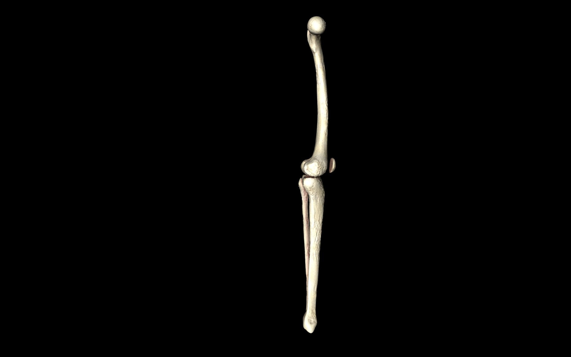 Knee Joint - Femur tibia fibula 3d Models 3D model_30
