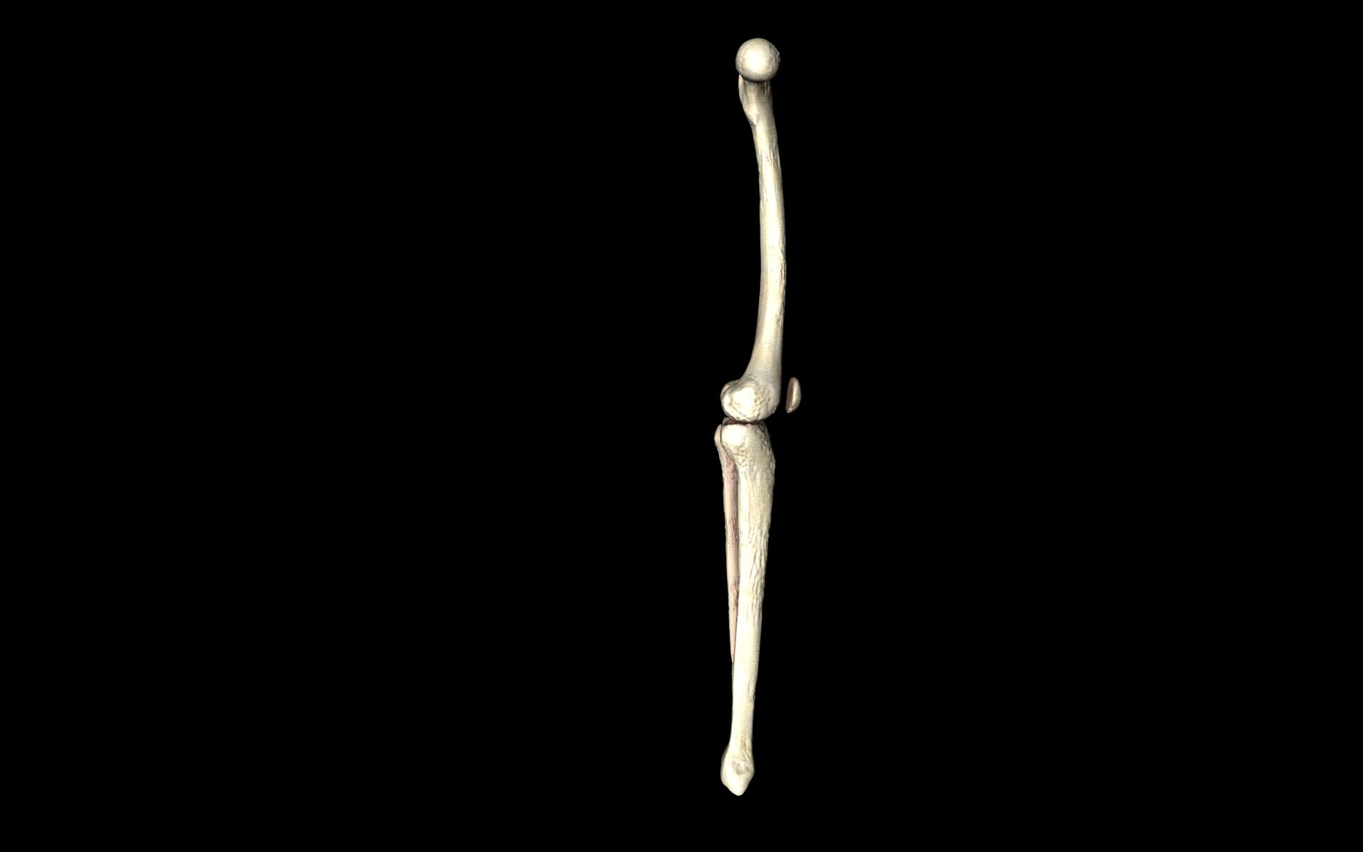 Knee Joint - Femur tibia fibula 3d Models 3D model_31