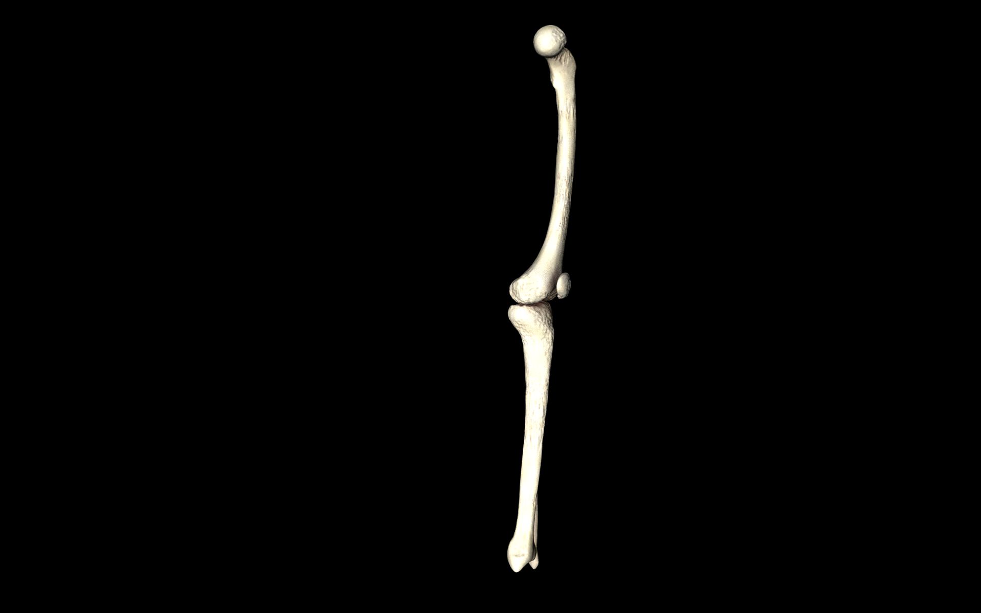 Knee Joint - Femur tibia fibula 3d Models 3D model_24