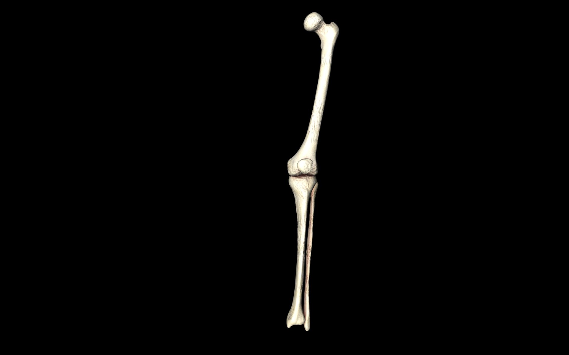 Knee Joint - Femur tibia fibula 3d Models 3D model_10