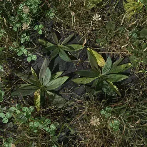 Narrow Leaf Plantain Pack Low-poly 3D model
