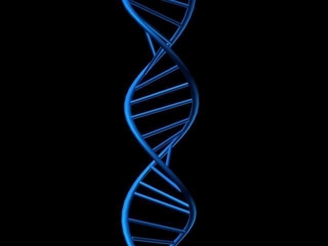 DNA Simple Free 3D model