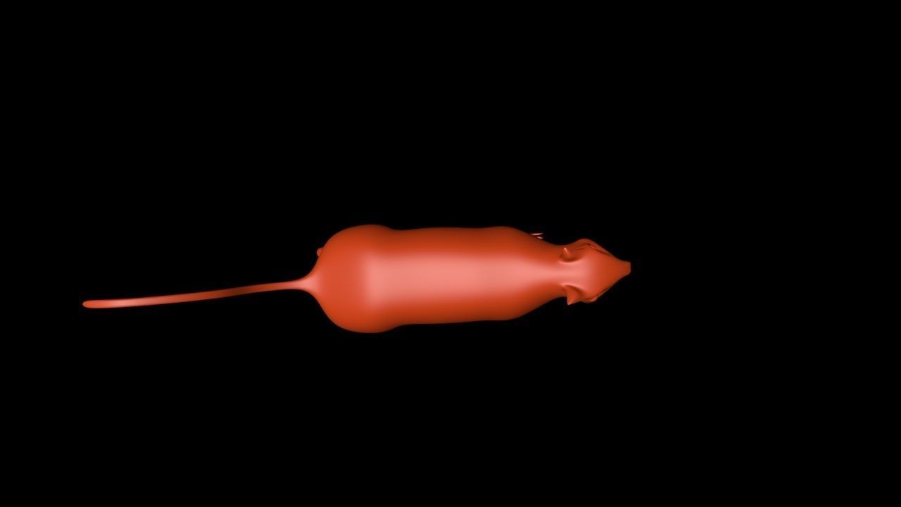 Squirrel 3D Model cat 3D model_7