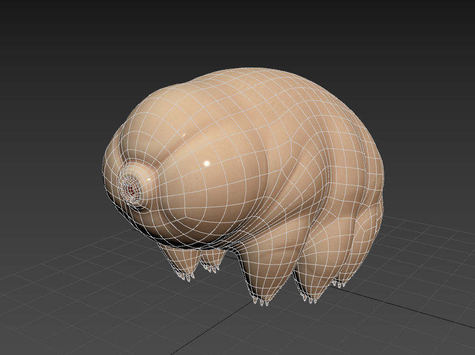 Tardigrade toy of worm Low-poly 3D model_12