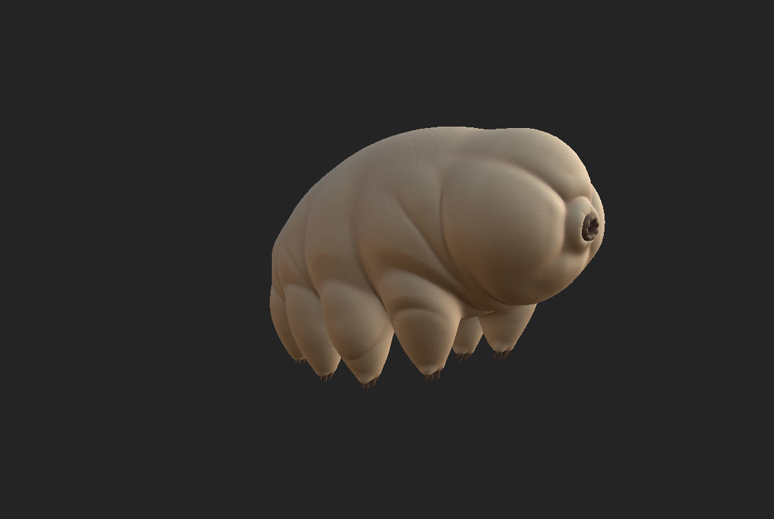 Tardigrade toy of worm Low-poly 3D model_6