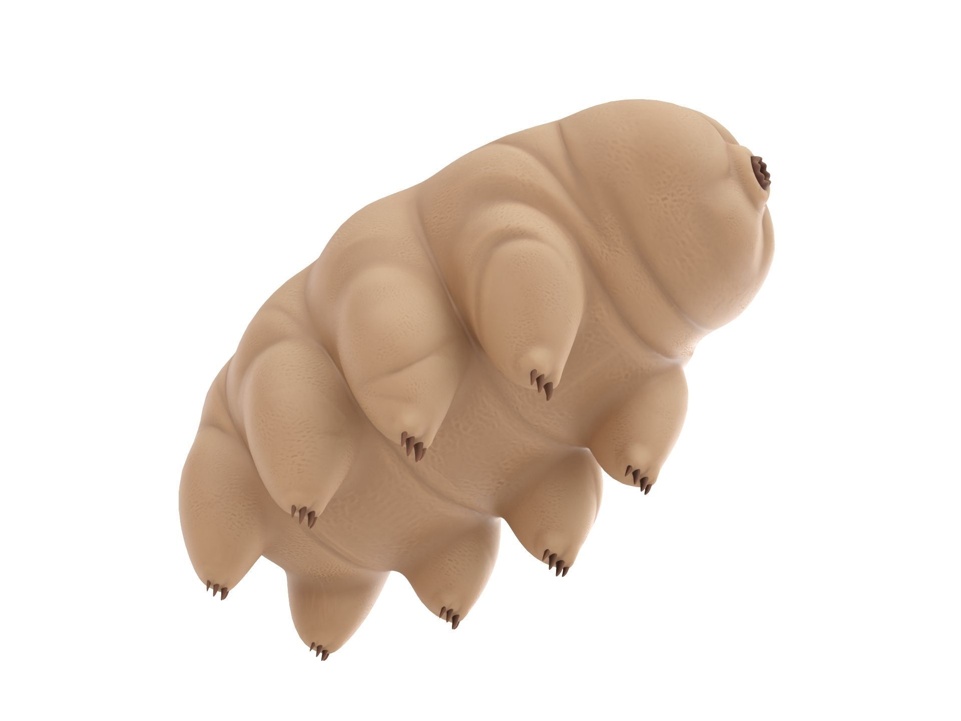 Tardigrade toy of worm Low-poly 3D model_2