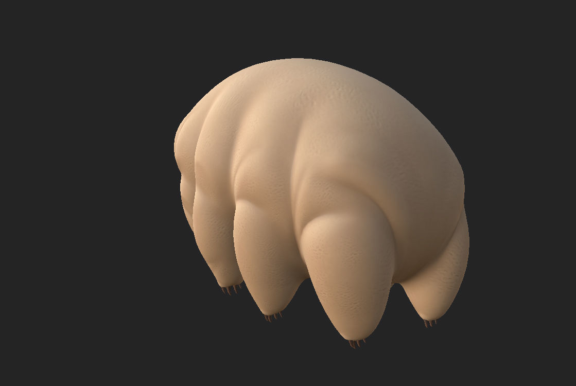 Tardigrade toy of worm Low-poly 3D model_8