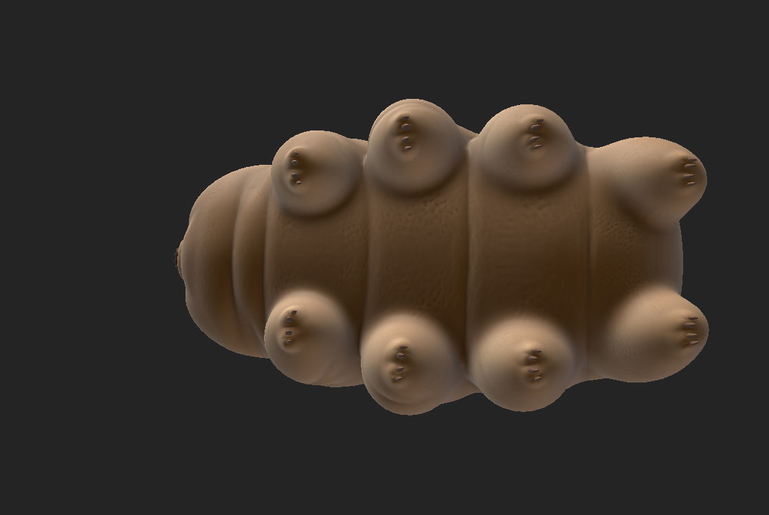 Tardigrade toy of worm Low-poly 3D model_7