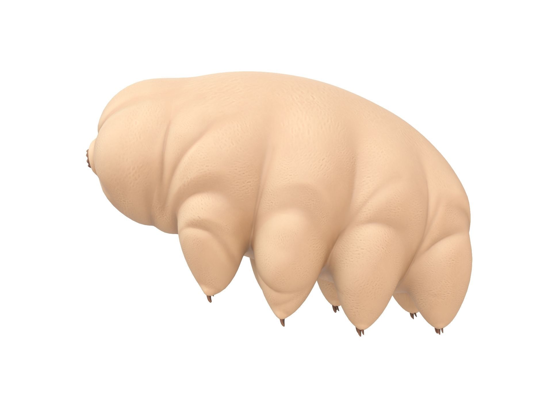 Tardigrade toy of worm Low-poly 3D model_1