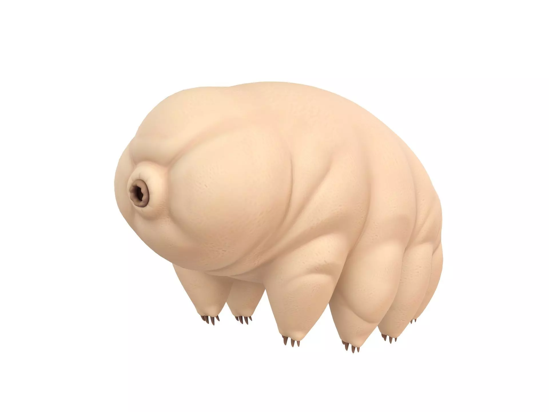 Tardigrade toy of worm Low-poly 3D model_0