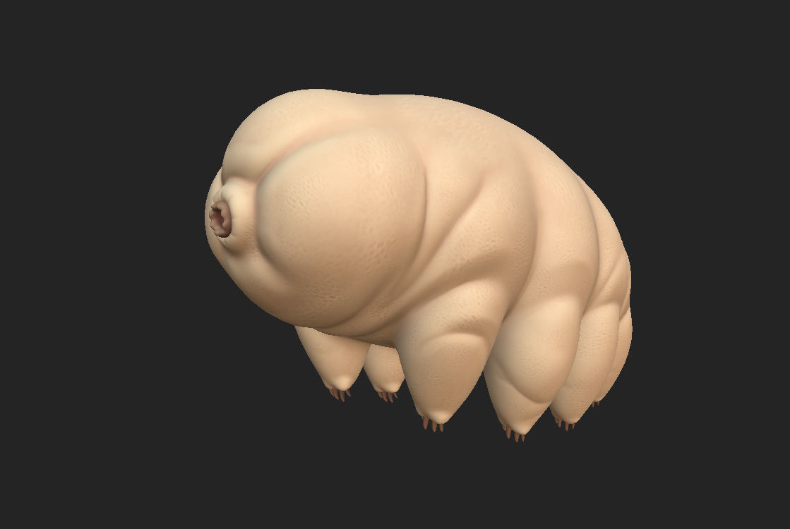 Tardigrade toy of worm Low-poly 3D model_3