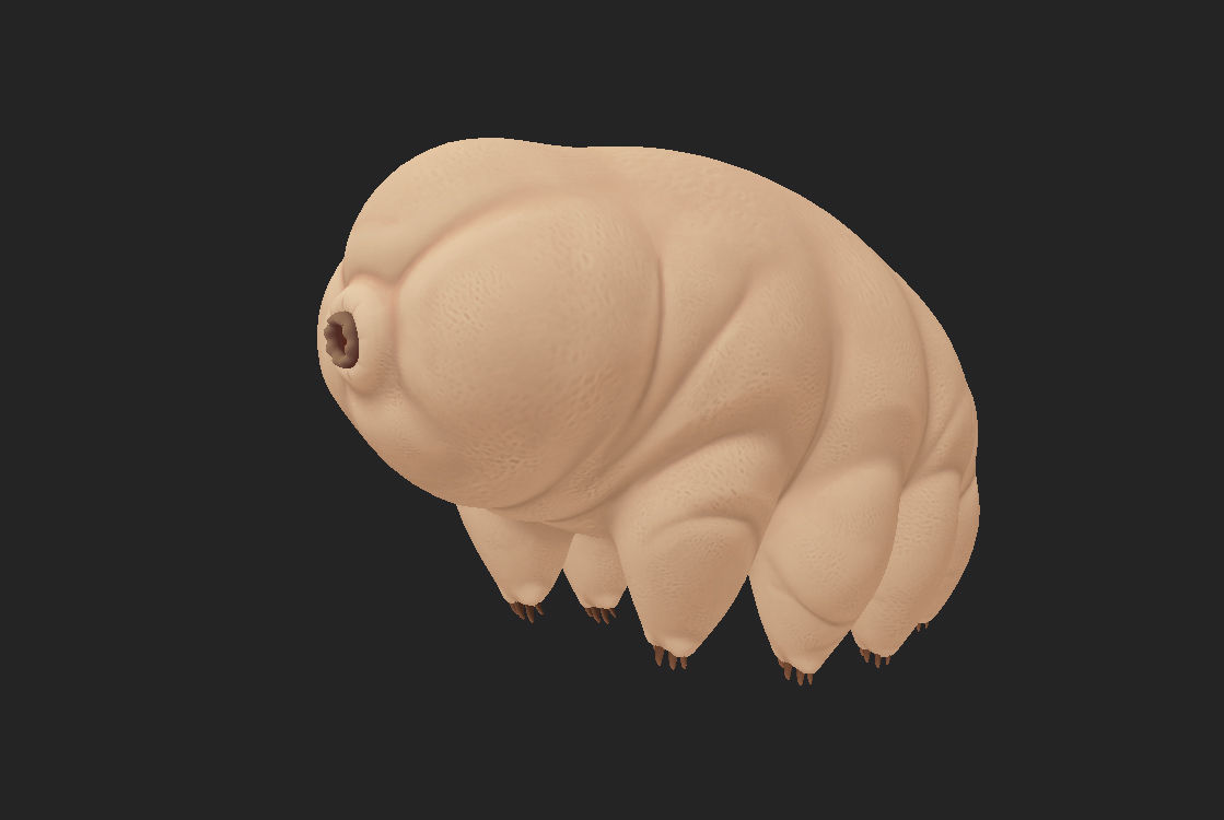 Tardigrade toy of worm Low-poly 3D model_4