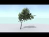 Ash Tree Low-poly 3D model_1