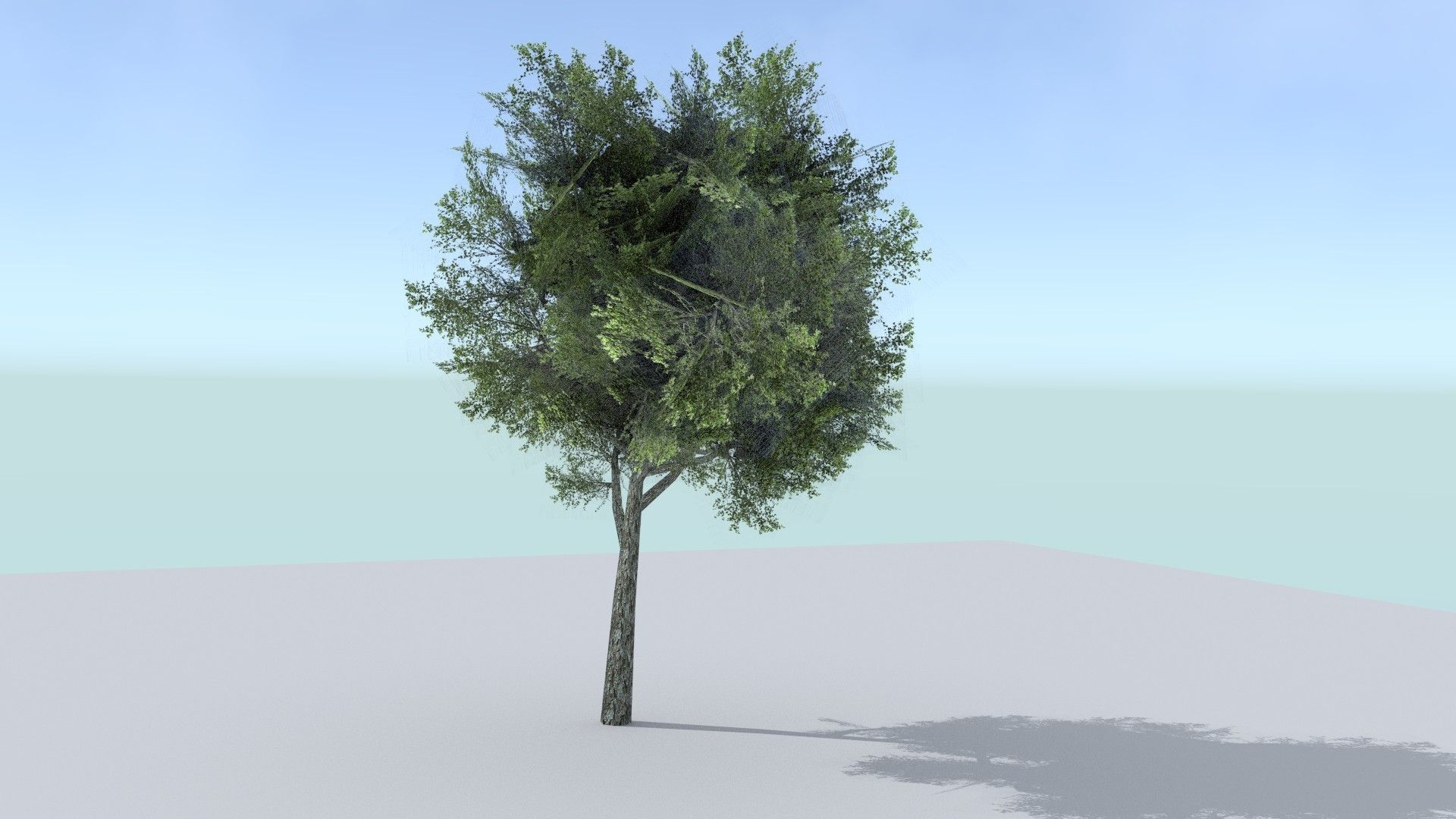 Ash Tree Low-poly 3D model_2