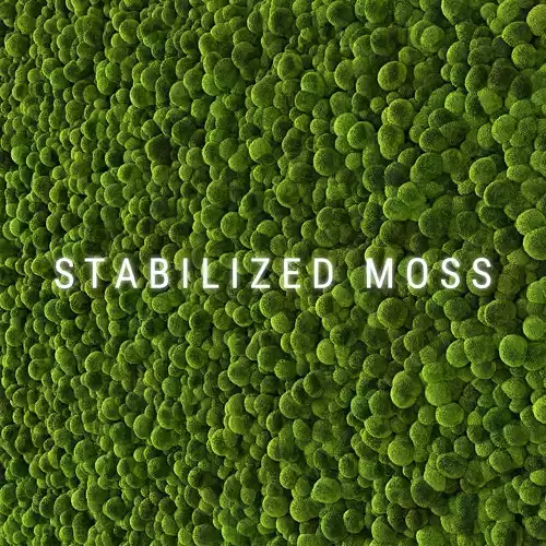 Stabilized Moss 2